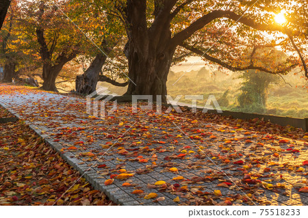 Photographing the autumn leaves of cherry blossoms on the Sewaritei, Yawata City, Kyoto Prefecture Photographing the autumn leaves of cherry blossoms on the Sewaritei, Yawata City, Kyoto Prefecture 75518233