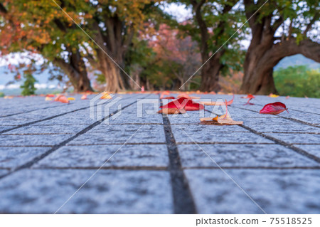 在京都府八w市Sewaritei拍攝櫻花的秋葉 75518525