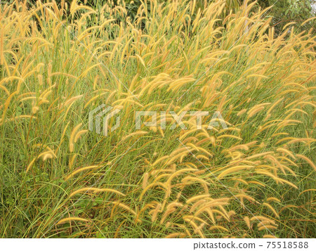 grassland background 75518588