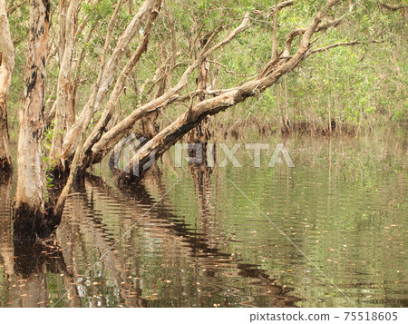 Mangrove forest and shadow tree 75518605