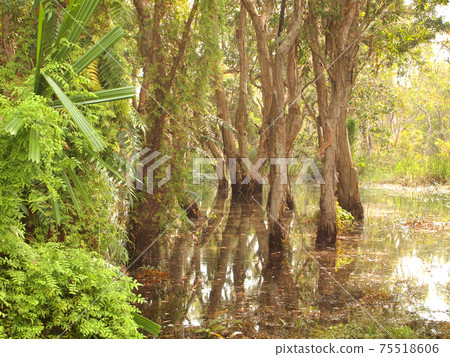 Mangrove forest and shadow tree 75518606