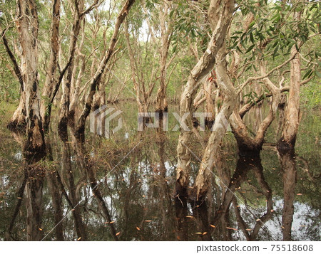 Mangrove forest and shadow tree Mangrove forest and shadow tree 75518608