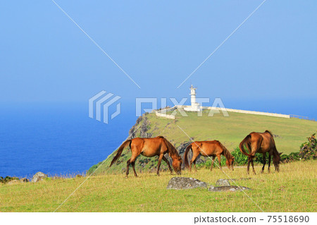 日本最西端的沖繩,與那國島,東崎風景,與那國馬 日本最西端的沖繩,與那國島,東崎風景,與那國馬 75518690