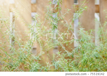 一個花園 75519142