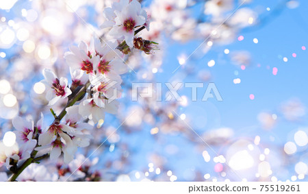 almond tree bloom almond tree bloom 75519261