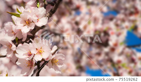 almond tree bloom 75519262