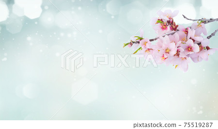 almond tree bloom almond tree bloom 75519287