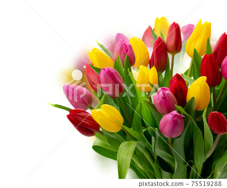 bouquet of fresh tulips flowers bouquet of fresh tulips flowers 75519288