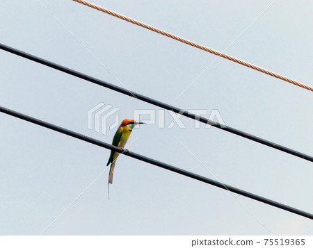 Chestnut Headed Bee Eater on power lines 75519365