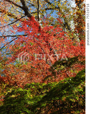 Autumn in Woushiyama 75519718