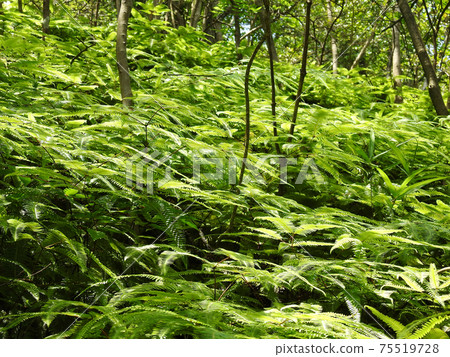 Fern colonies in the sun 75519728