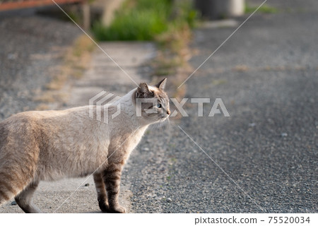 Cats living outside Cats living outside 75520034