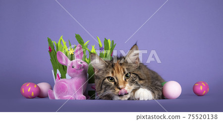Cat in Eastern setting on purple balckground 75520138