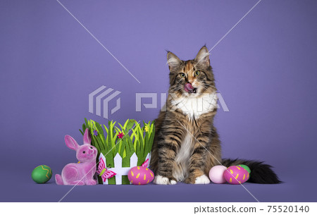Cat in Eastern setting on purple balckground Cat in Eastern setting on purple balckground 75520140