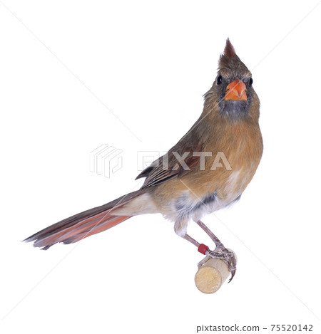 Female Northern Cardinal bird on white background Female Northern Cardinal bird on white background 75520142