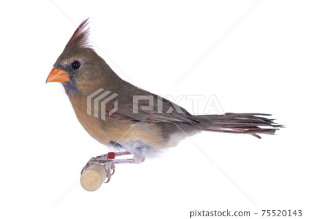 Female Northern Cardinal bird on white background Female Northern Cardinal bird on white background 75520143