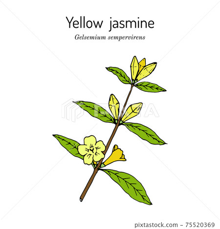 Yellow jessamine Gelsemium sempervirens , medicinal plant 75520369