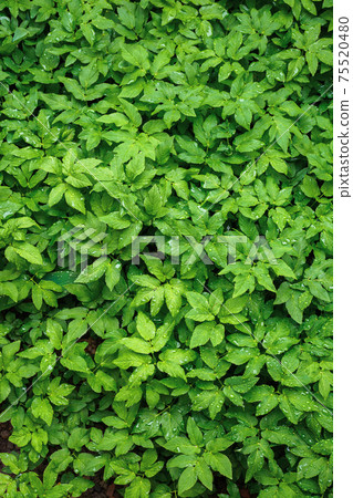water drops on the green leaves. beautiful close up nature background. freshness concept 75520480