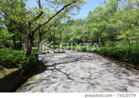 公園道路和新鮮的綠色森林 公園道路和新鮮的綠色森林 75520779