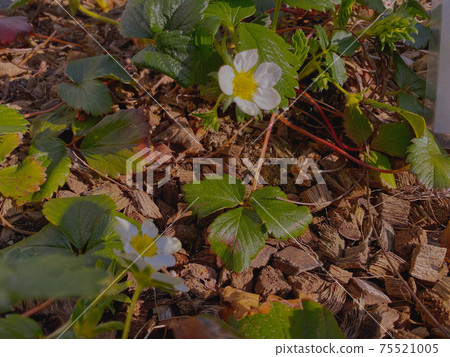 生存的力量 75521005