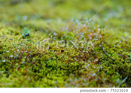 晨露水滴和苔蘚孢子 晨露水滴和苔蘚孢子 75521019