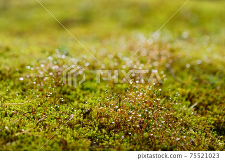 Morning dew water droplets and moss spores 75521023