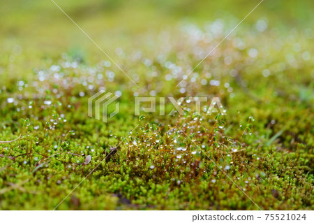 Morning dew water droplets and moss spores 75521024