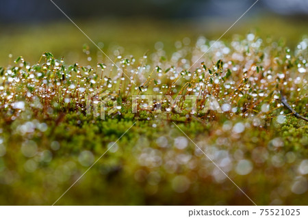 Morning dew water droplets and moss spores Morning dew water droplets and moss spores 75521025