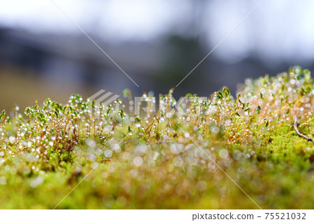 Morning dew water droplets and moss spores 75521032