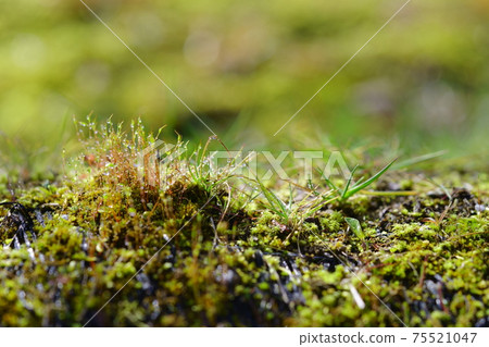 Morning dew water droplets and moss spores 75521047