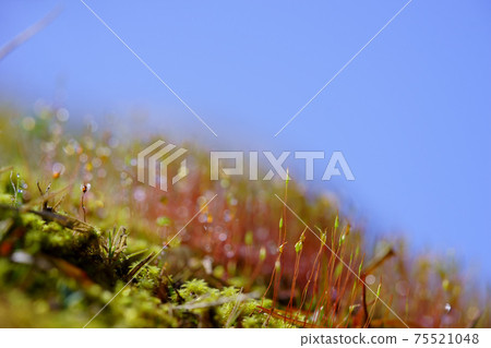 晨露水滴和苔蘚孢子 75521048