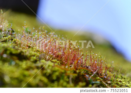 Morning dew water droplets and moss spores Morning dew water droplets and moss spores 75521051