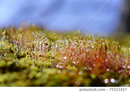 晨露水滴和苔蘚孢子 75521057