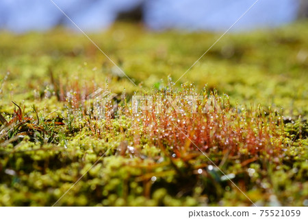 晨露水滴和苔蘚孢子 晨露水滴和苔蘚孢子 75521059