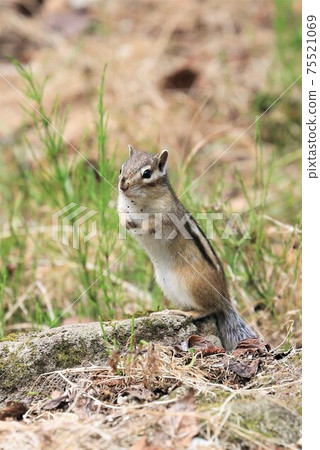 Chipmunk Chipmunk 75521069