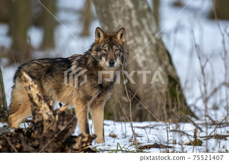 Wolf in the forest up close. Wild animal in the natural habitat 75521407