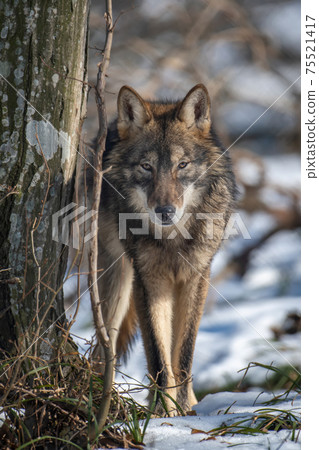 Wolf in the forest up close. Wild animal in the natural habitat Wolf in the forest up close. Wild animal in the natural habitat 75521417