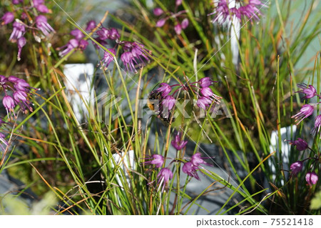 Tiger bumblebee sucking nectar of scallions Tiger bumblebee sucking nectar of scallions 75521418