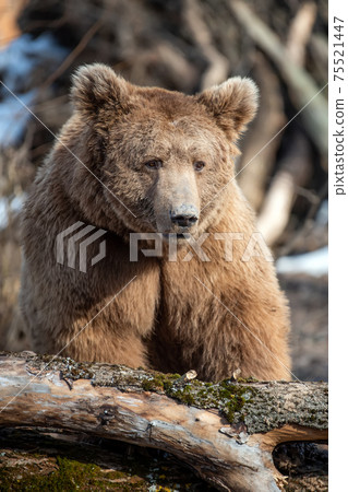 Brown bear in the forest up close. Wild animal in the natural habitat Brown bear in the forest up close. Wild animal in the natural habitat 75521447