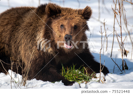 Brown bear in the forest up close. Wild animal in the natural habitat Brown bear in the forest up close. Wild animal in the natural habitat 75521448