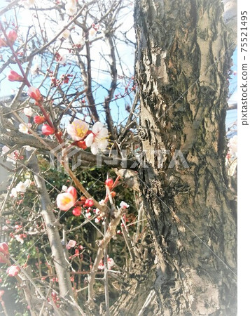 可愛的梅花從一棵大梅樹上盛開,宣布春天的到來 可愛的梅花從一棵大梅樹上盛開,宣布春天的到來 75521495