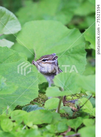 Chipmunk Chipmunk 75521594