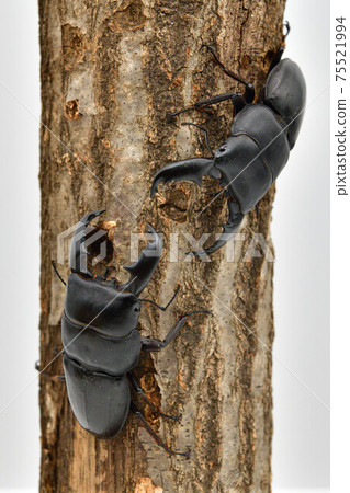 蘇門答臘Dorcus titanus 蘇門答臘Dorcus titanus 75521994