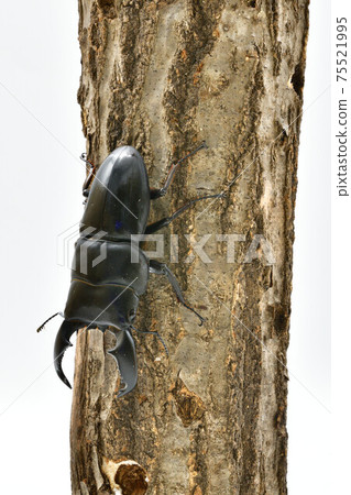 蘇門答臘Dorcus titanus 75521995