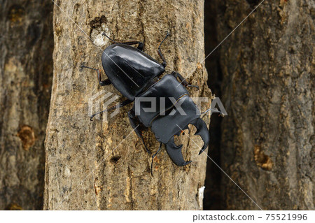 蘇門答臘Dorcus titanus 75521996