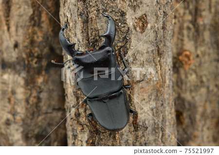 蘇門答臘Dorcus titanus 75521997