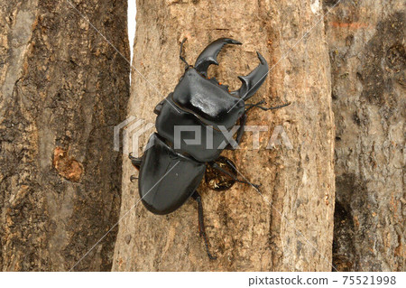 蘇門答臘Dorcus titanus 蘇門答臘Dorcus titanus 75521998