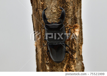 蘇門答臘Dorcus titanus 蘇門答臘Dorcus titanus 75521999
