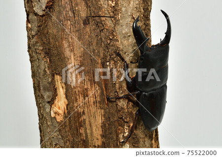 蘇門答臘Dorcus titanus 蘇門答臘Dorcus titanus 75522000