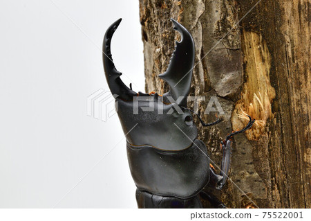 蘇門答臘Dorcus titanus 蘇門答臘Dorcus titanus 75522001